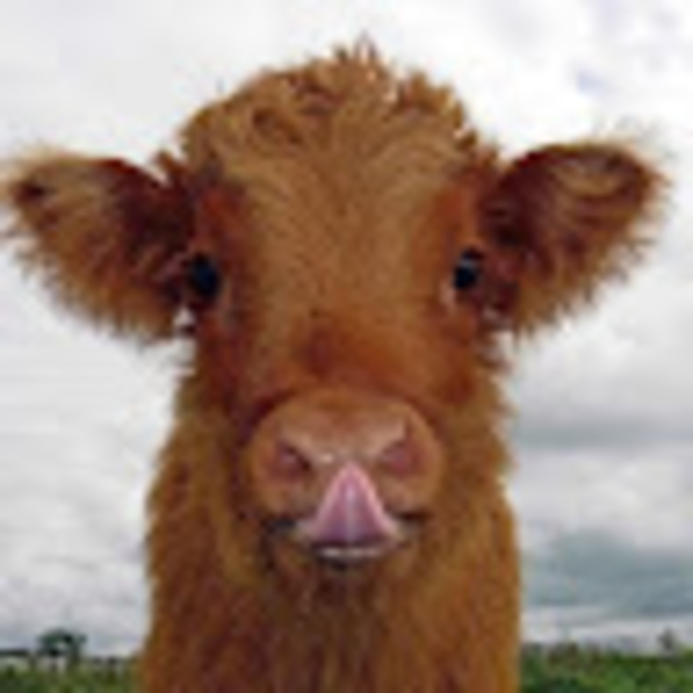 Meet your Posher, Christy